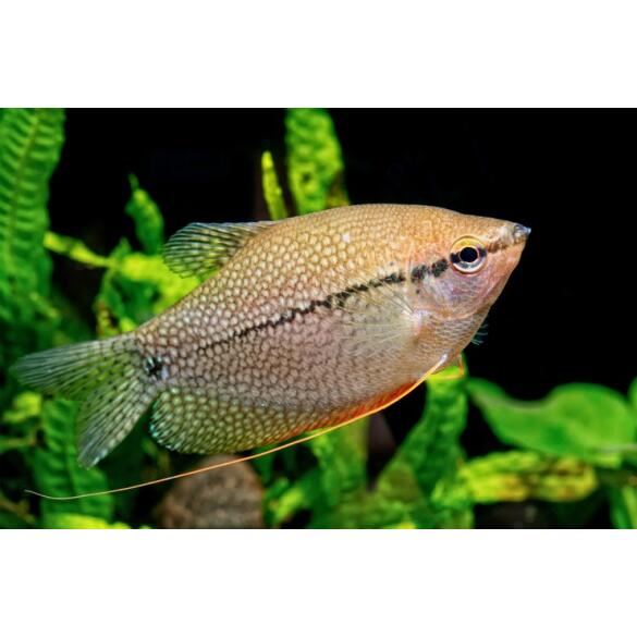 Гурами жемчужная (Trichogaster tricopterus Blue) 3см