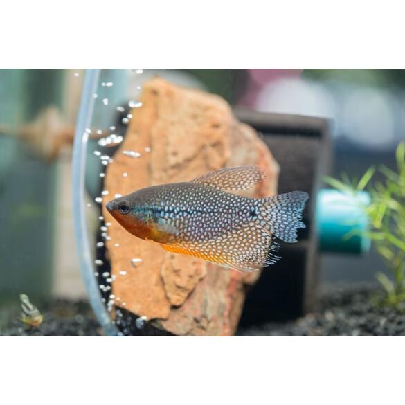 Гурами жемчужная (Trichogaster tricopterus Blue) 3см