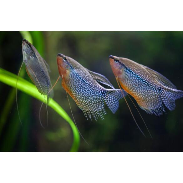 Гурами жемчужная (Trichogaster tricopterus Blue) 3см