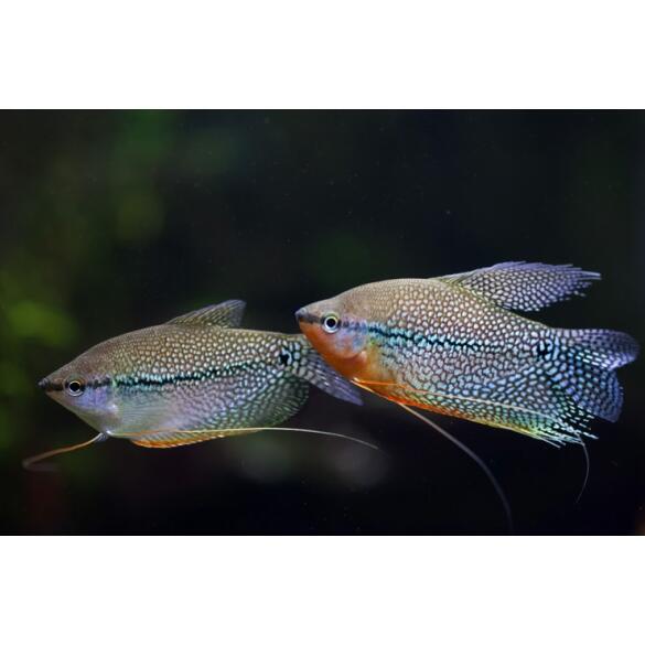 Гурами жемчужная (Trichogaster tricopterus Blue) 3см