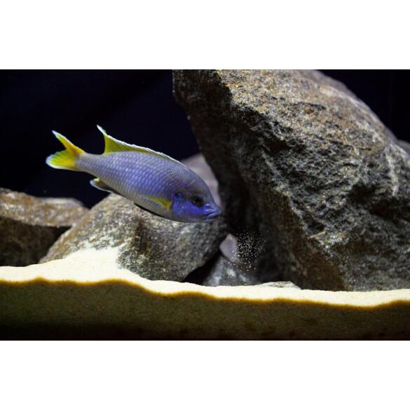 Псевдотрофеус (Pseudotropheus sp.), 1см