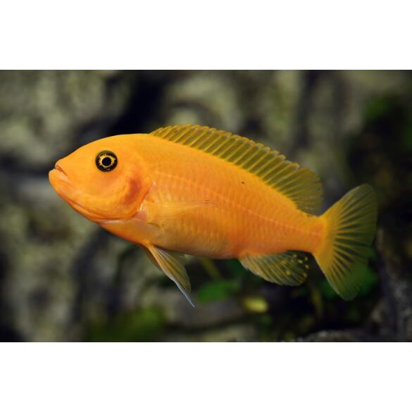 Псевдотрофеус (Pseudotropheus sp.), 1см