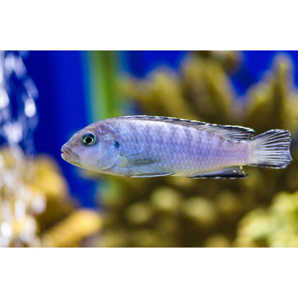 Псевдотрофеус (Pseudotropheus sp.), 1см