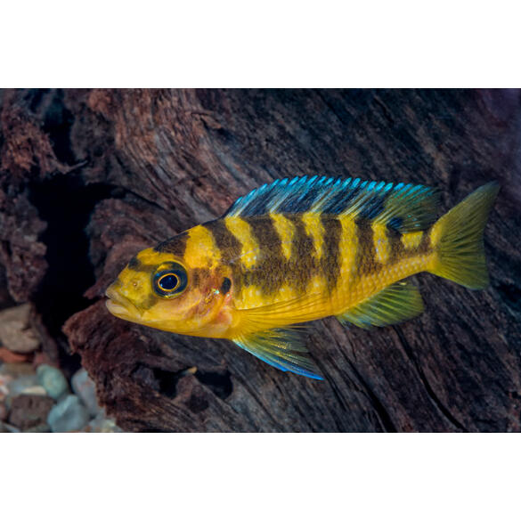 Псевдотрофеус (Pseudotropheus sp.), 1см
