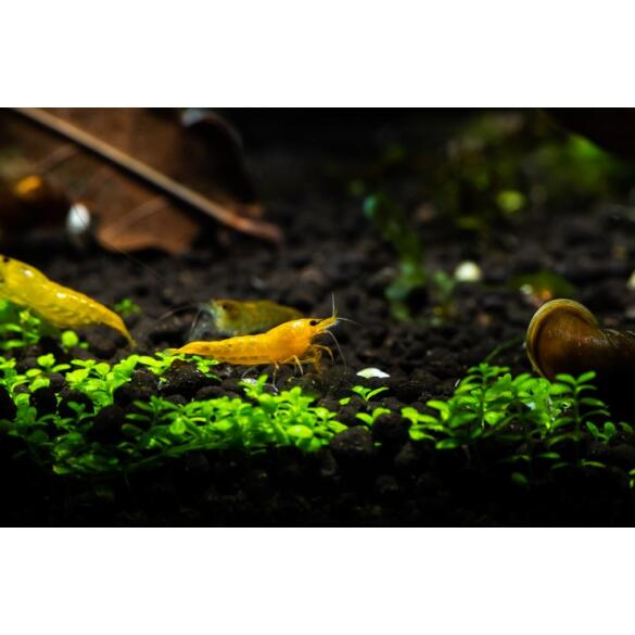 Креветка Жёлтый Неон (Neocaridina Yellow neon)
