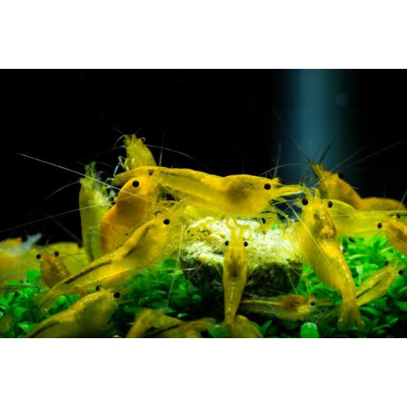 Креветка Жёлтый Неон (Neocaridina Yellow neon)