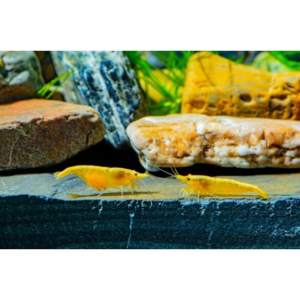 Креветка Жёлтый Неон (Neocaridina Yellow neon)