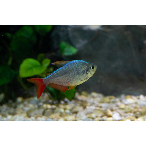 Тетра Колумбийская (Hyphessobrycon columbianus)