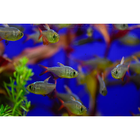 Тетра Колумбийская (Hyphessobrycon columbianus)