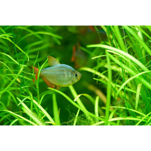 Тетра Колумбийская (Hyphessobrycon columbianus)