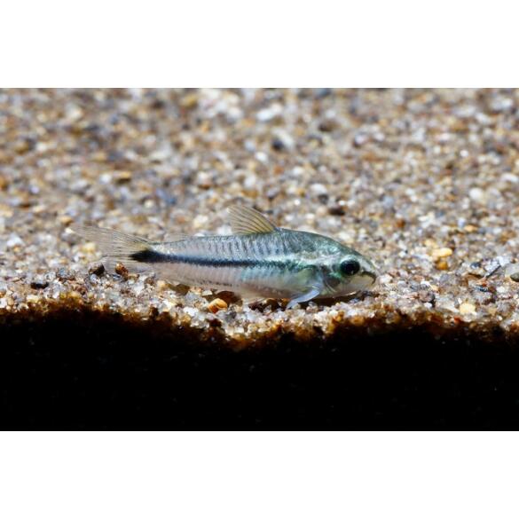 Сом Коридорас Пигмей (Corydoras pygmaeus)