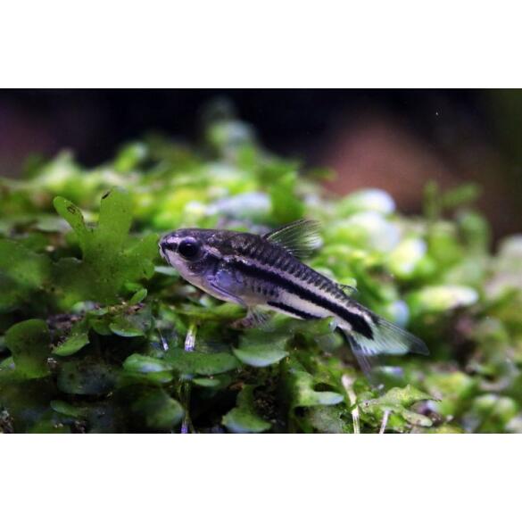 Сом Коридорас Пигмей (Corydoras pygmaeus)