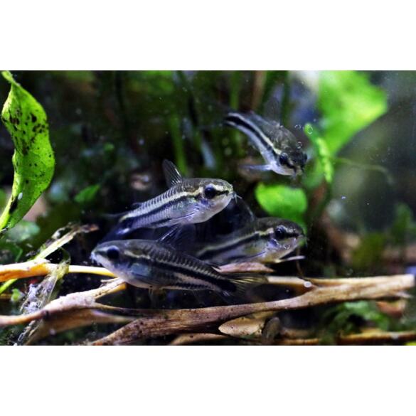 Сом Коридорас Пигмей (Corydoras pygmaeus)