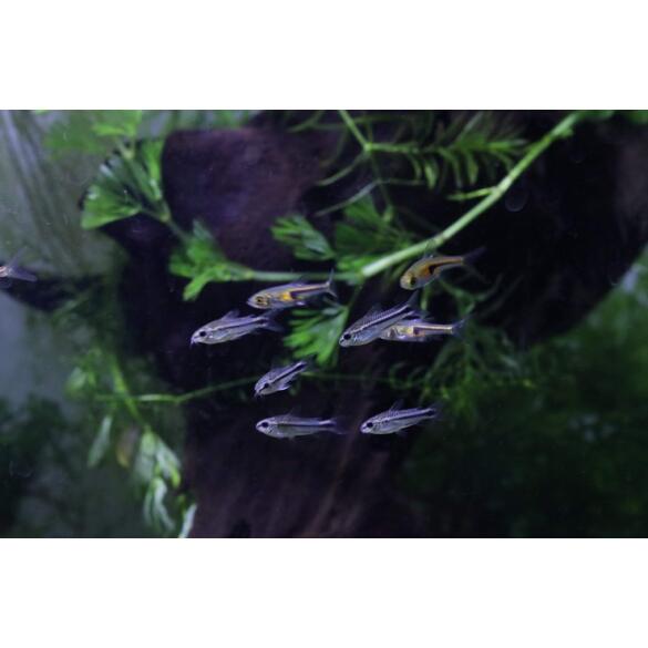 Сом Коридорас Пигмей (Corydoras pygmaeus)