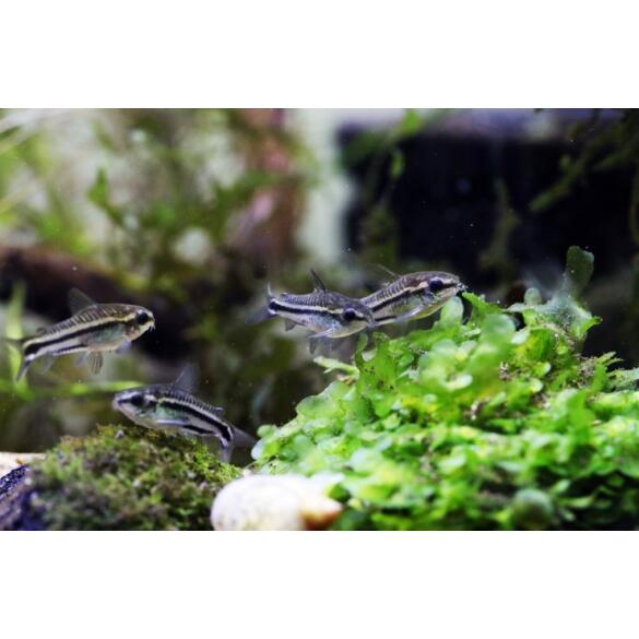 Сом Коридорас Пигмей (Corydoras pygmaeus)