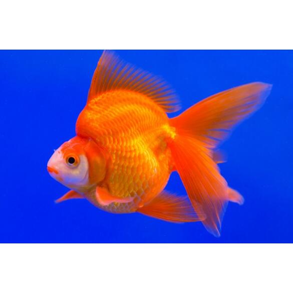 Золотая рыбка Риукин (Carassius auratus), 20см