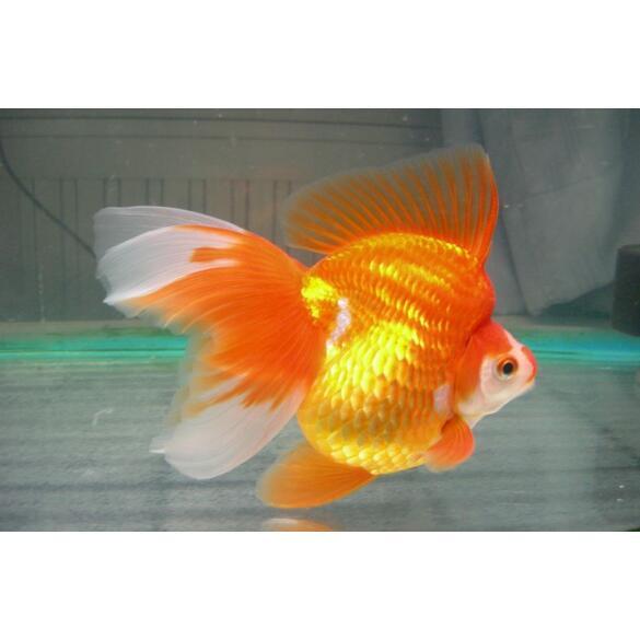 Золотая рыбка Риукин (Carassius auratus), 20см