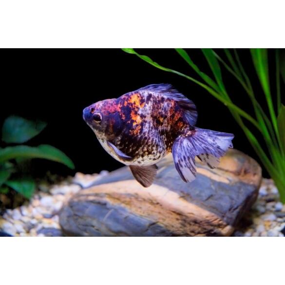 Золотая рыбка Риукин (Carassius auratus), 20см