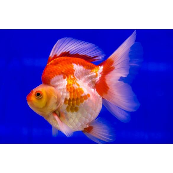 Золотая рыбка Риукин (Carassius auratus), 20см