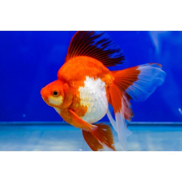 Золотая рыбка Риукин (Carassius auratus), 20см