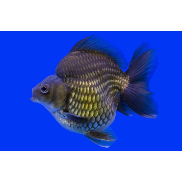 Золотая рыбка Риукин (Carassius auratus), 20см