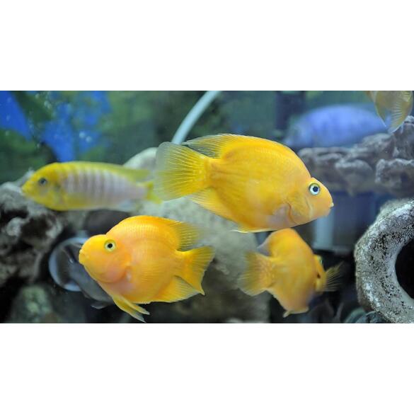 Цихлида Попугай Желтый (Сichlid parrot yellow)