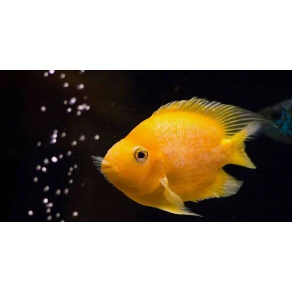 Цихлида Попугай Желтый (Сichlid parrot yellow)