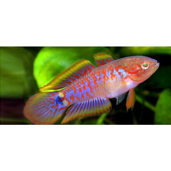 Элеотрис Ковровый (Tateurndina ocellicauda)