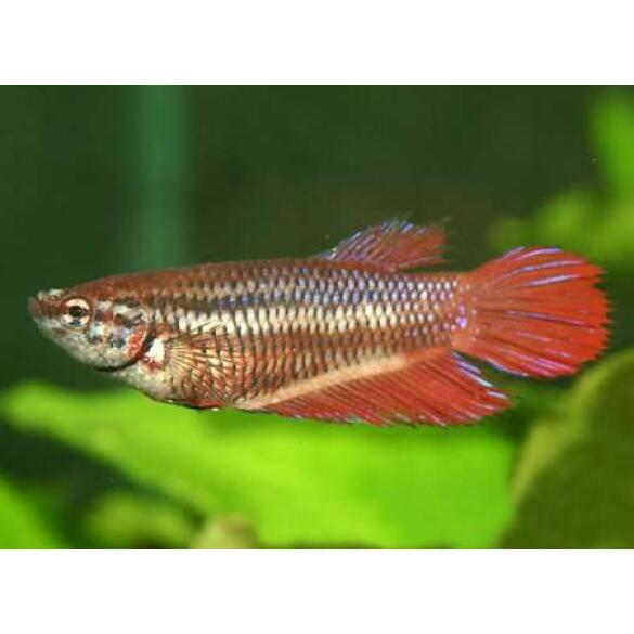 Петушок Самки 2,5-3,5см (Betta)