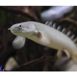 Полиптерус Сенегальский (Polypterus senegalus)