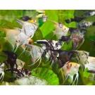 Скалярия (Pterophyllum scalare) (ассорти)