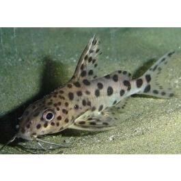 Сом Синодонтис Далматин (Synodontis) 3-4см