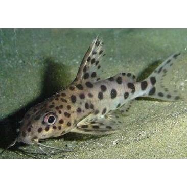 Сом Синодонтис Далматин (Synodontis) 3-4см