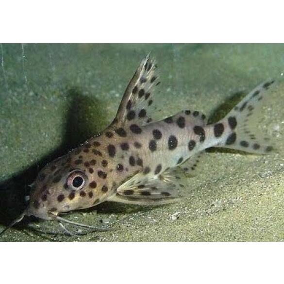 Сом Синодонтис Далматин (Synodontis) 3-4см