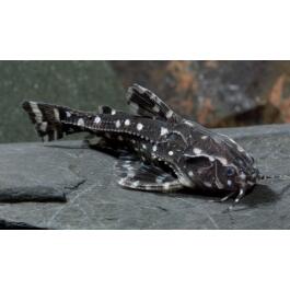 Сом Агамикс звездчатый (Agamyxis albomaculatus) 3-4см