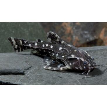 Сом Агамикс звездчатый (Agamyxis albomaculatus) 3-4см