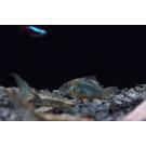 Сом Брохис изумрудный Corydoras splendens