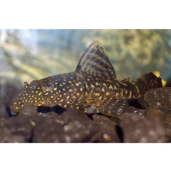 Сом Анциструс (Ancistrus dolichopterus) 2,5-3,5см