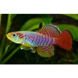 Нотобранхиус Гюнтера (Nothobranchius)