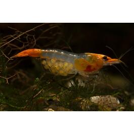 Креветка Рили (Neocaridina heteropoda var. Rili)