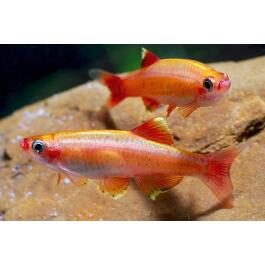 Кардинал (Tanichthys albonubes)