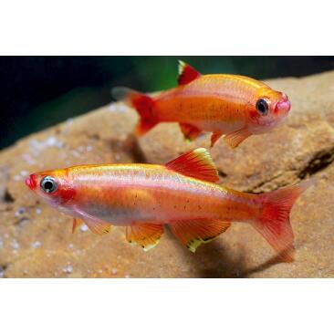 Кардинал (Tanichthys albonubes)