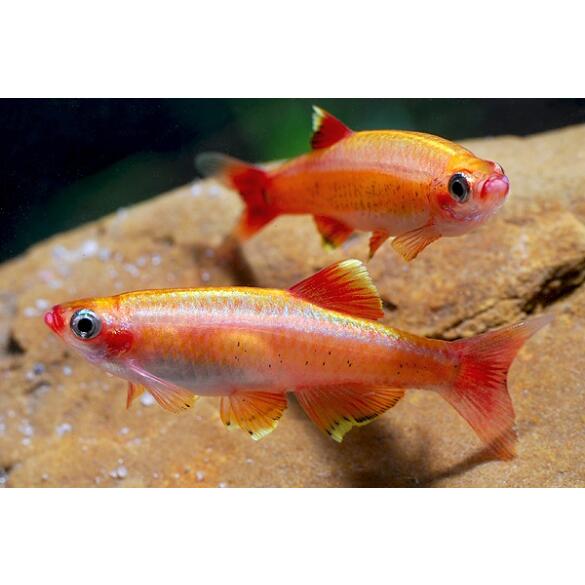Кардинал (Tanichthys albonubes)