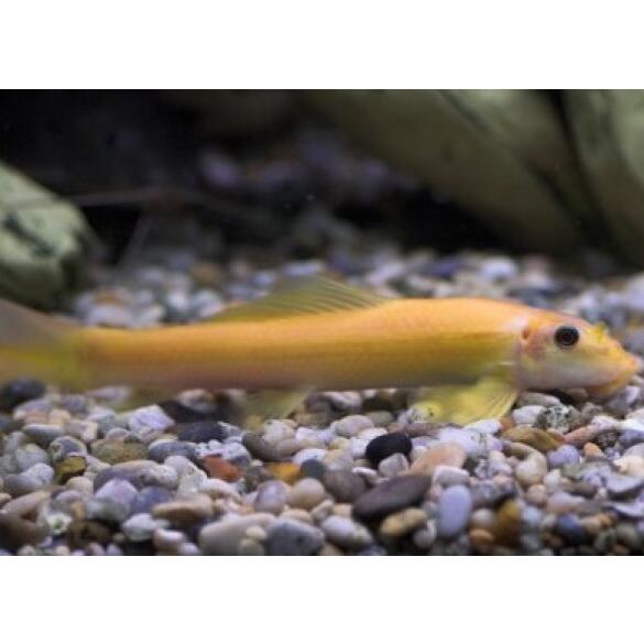 Геринохейлус Водорослеед (Gyrinocheilus aymonieri)
