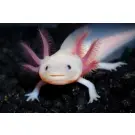 Аксоло́тль (Axolotl)