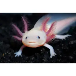 Аксоло́тль (Axolotl)