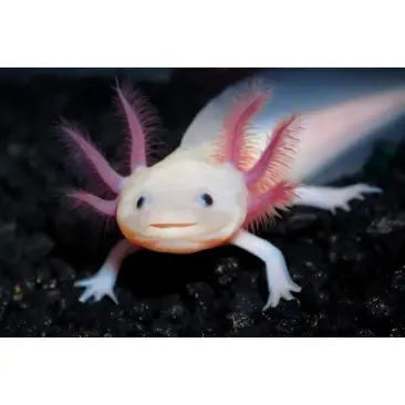 Аксоло́тль (Axolotl)