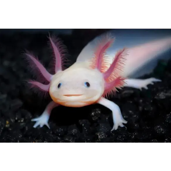 Аксоло́тль (Axolotl)