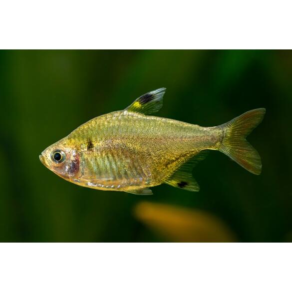 Тетра Пристелла GLO (Pristella maxillaris Glo)