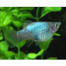 Пецилия (Xiphophorus maculatus)